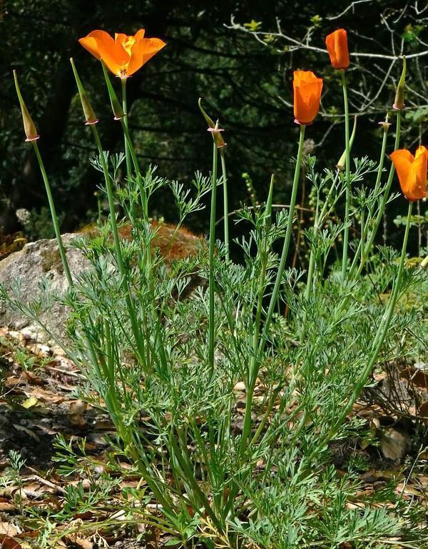 Wild growing california eschscholzia
