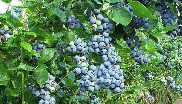 hardin blueberry