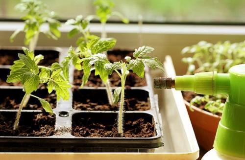 hur ofta vattna tomatplantor på fönsterbrädan