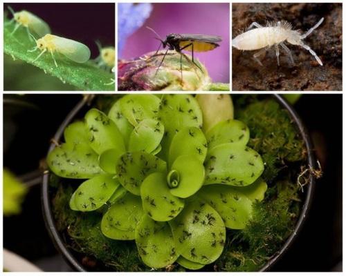 как да се отървете от мушици в цветя