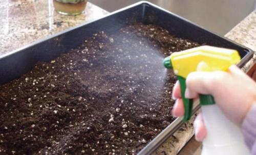 hoe de grond voor zaailingen te desinfecteren