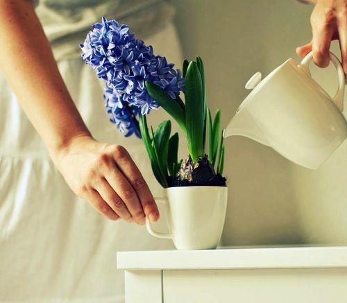 hvordan vanne hyacint