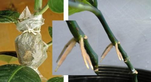 how to propagate ficus