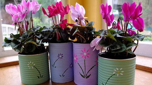 how to care for cyclamen