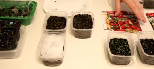 jak pěstovat jahody ze semen