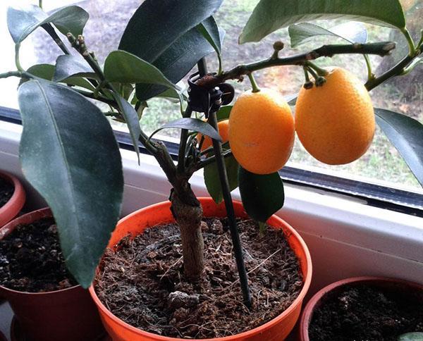 kumquat kod kuće