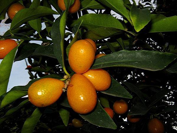 jedinstveni citrusi