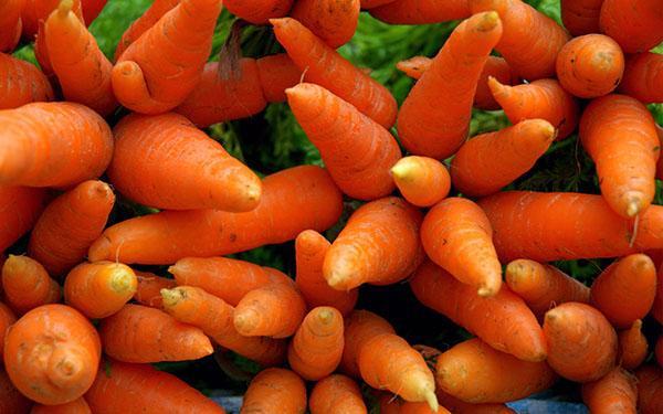carrots in medicine