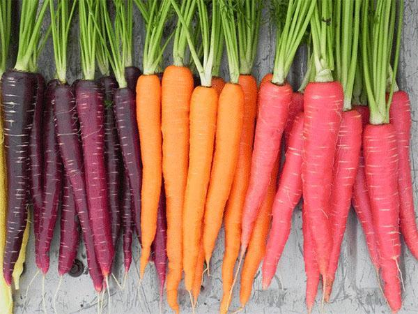 carote di diverse varietà