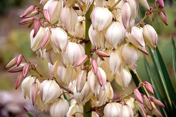 fioriture di yucca