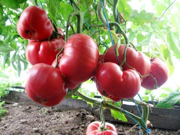 madu merah jambu tomato