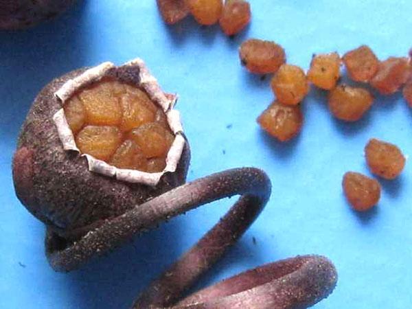 reproducerea ciclamenului prin semințe