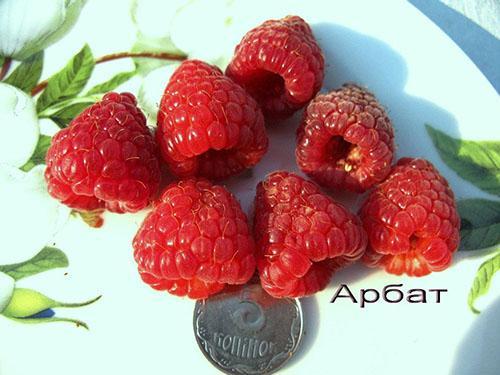 raspberry varieties Arbat