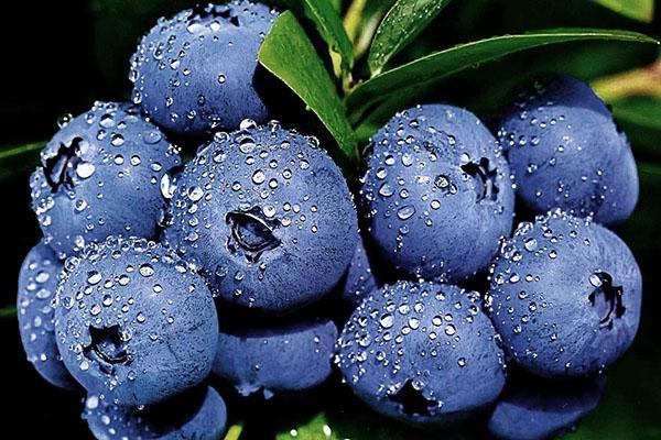 blueberry varieties