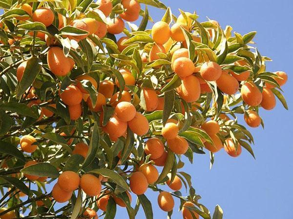 soiuri de kumquat