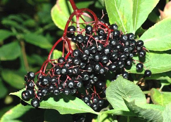 useful properties of elderberry