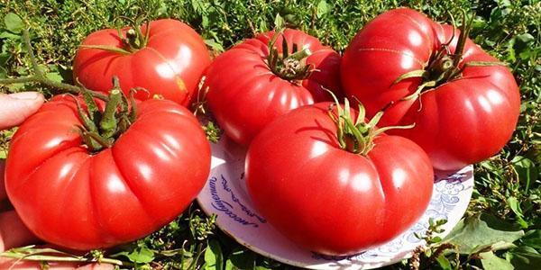 Tomato Bovine heart