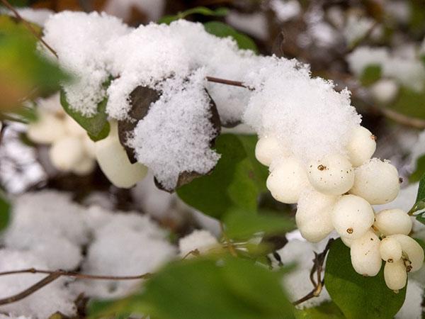 druhy snowberry v zahradě