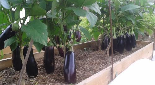 eggplants in a warm garden