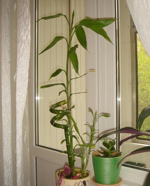 бамбук на прозореца