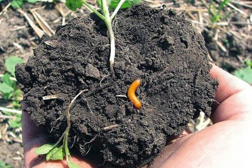 how to get rid of a wireworm