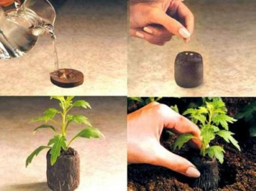 как да засадите семена в торфени таблетки