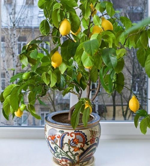 hur man tar hand om citron