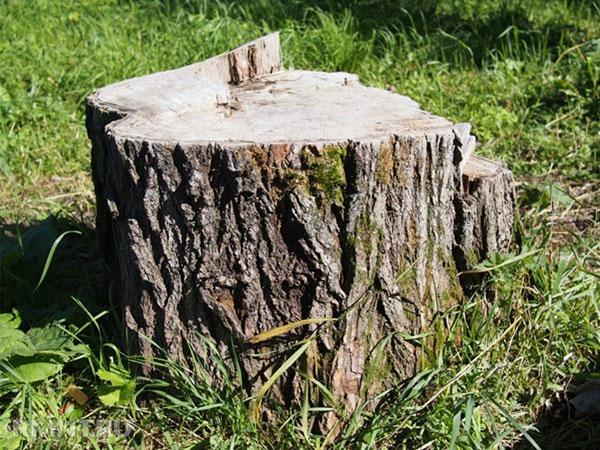 hur man förstör ett träd utan att hugga det