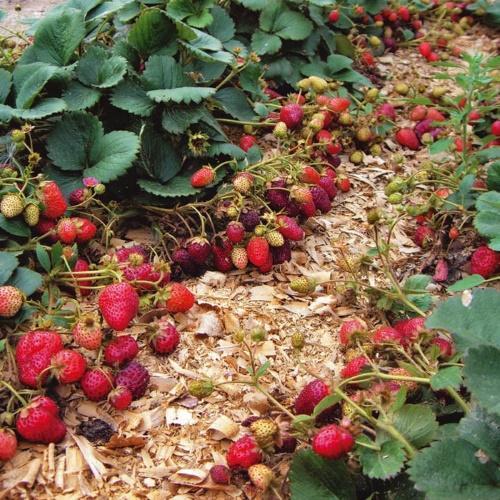 cómo cultivar fresas