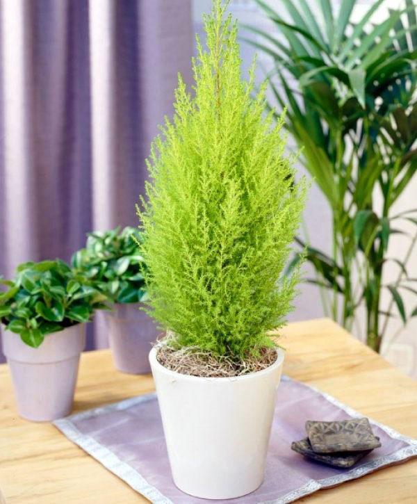 how to grow cypress