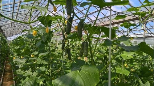 hogyan lehet uborkát termeszteni egy üvegházban