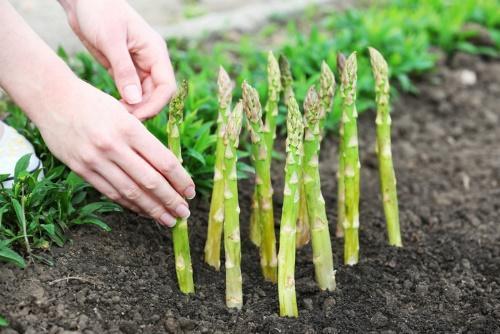 cara menanam asparagus