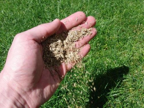 when to sow lawn grass