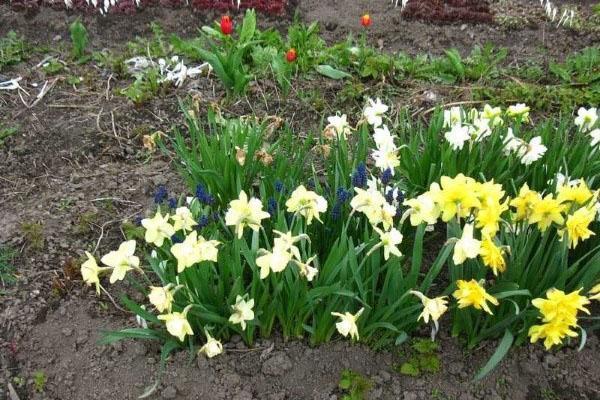 garden daffodils