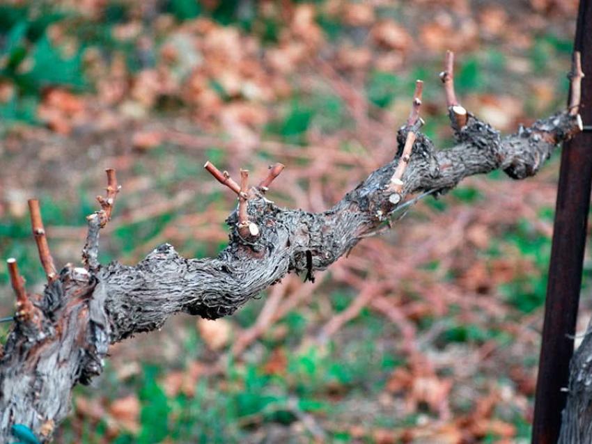 benefits of autumn grape pruning