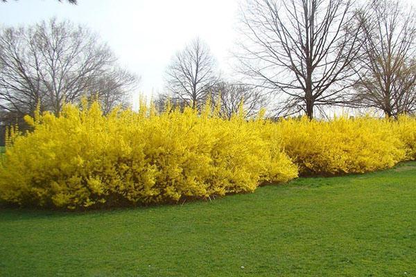 forsythia in early spring