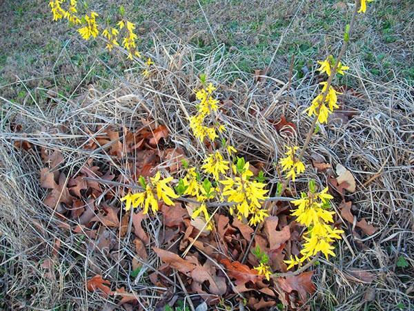 why does not forsythia bloom