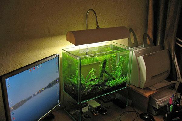 il·luminació de l'aquari