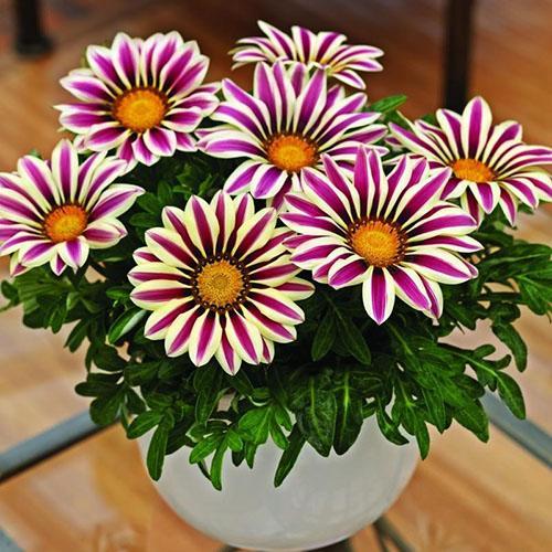 planting and caring for gazania in a pot