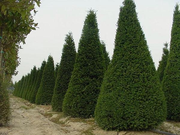 plantera och ta hand om cypresser i trädgården
