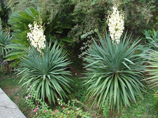 plantera yucca trädgård