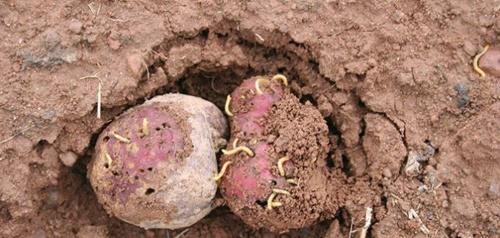 wireworm in potatoes