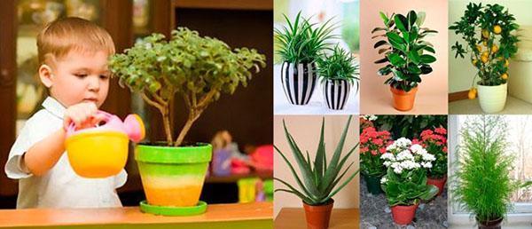 çocuk odası için bitkiler