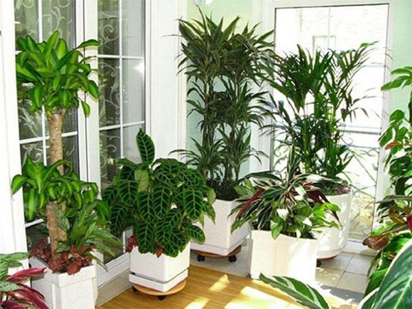 növények hálószobához