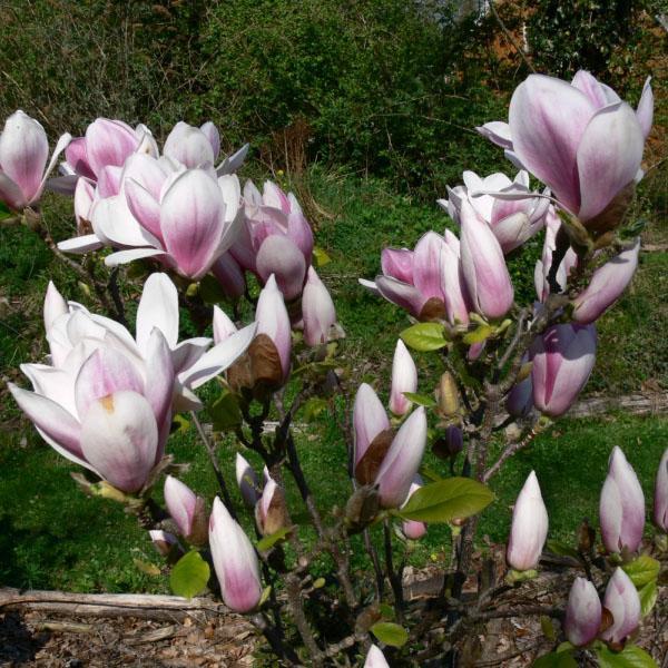 magnolia blooms in the garden
