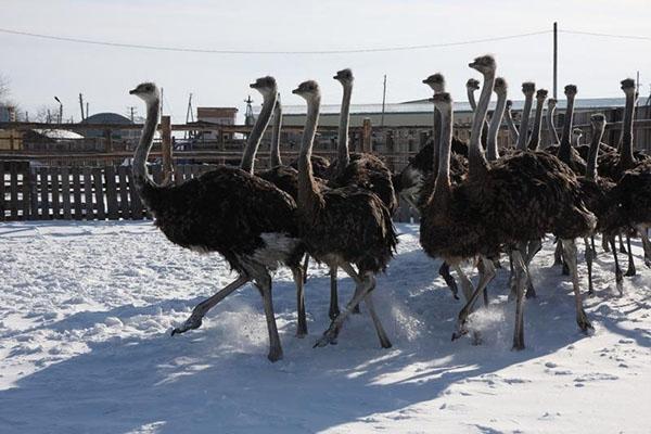 avestruces en invierno en el corral