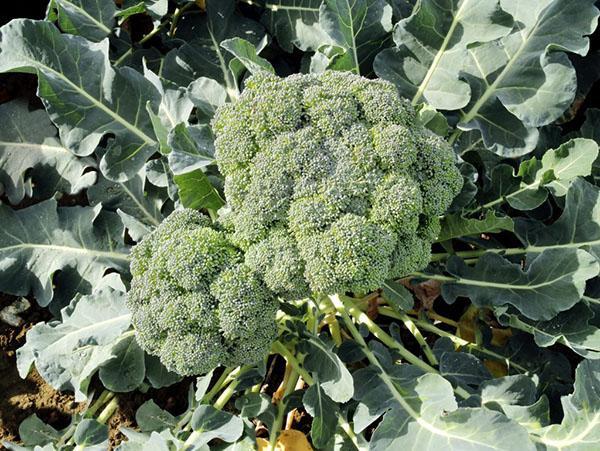 odmiany brokułów z kapusty