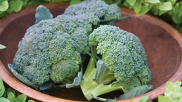 pemilihan brokoli kubis