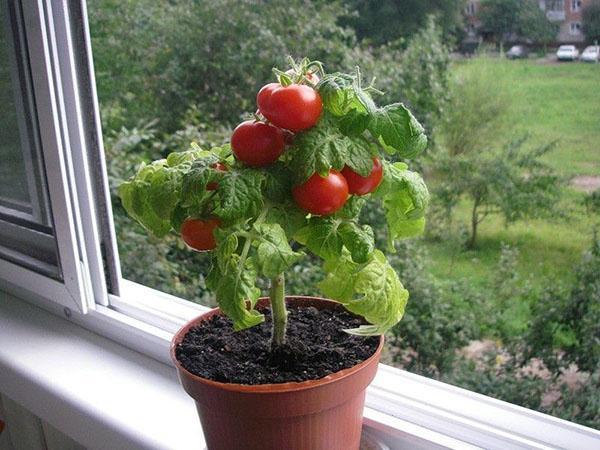 tomaat Dubok op de vensterbank