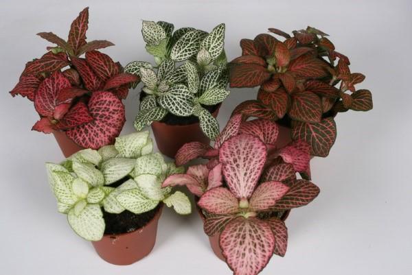 types of fittonia